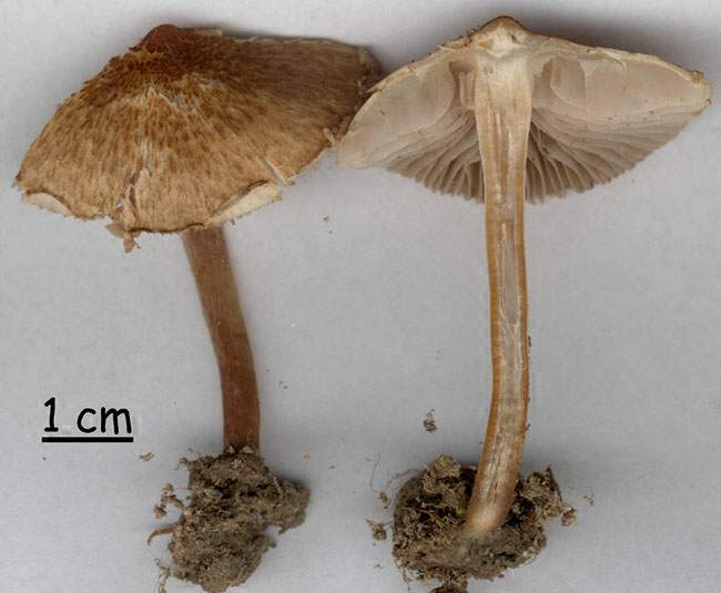 Inocybe curvipes